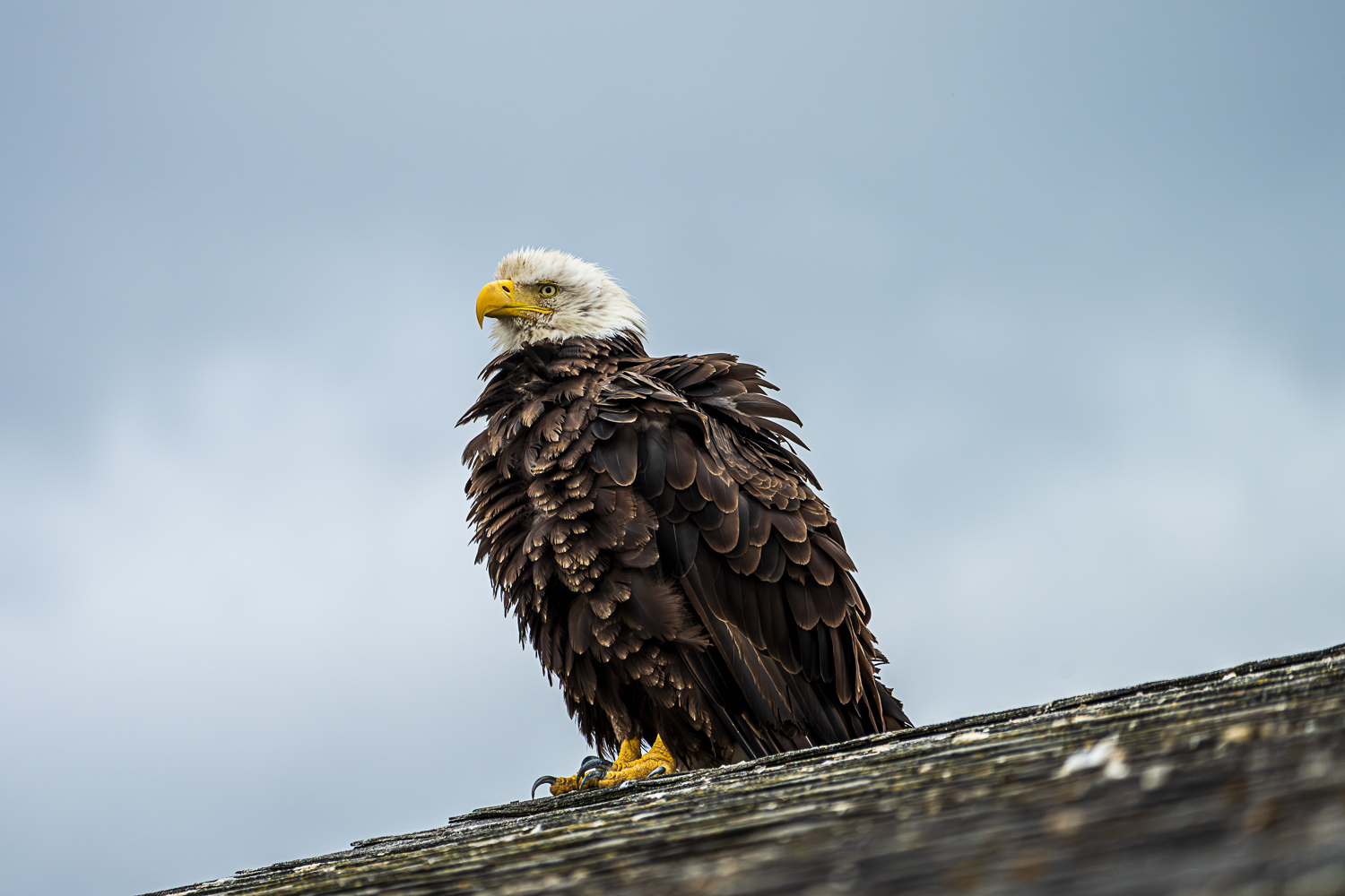 Fluffed eagle drying its feathers