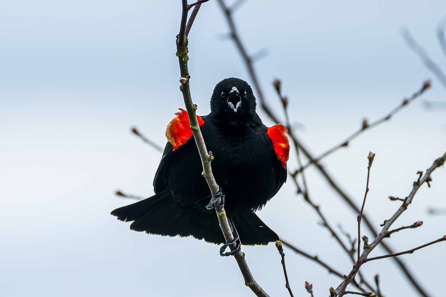 Red-winged blackbird displaying its red shoulder patches